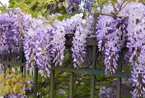 Les 10 plus belles plantes grasses à fleurs roses pour égayer votre jardin